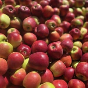 Appelen