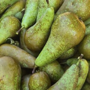 Peren